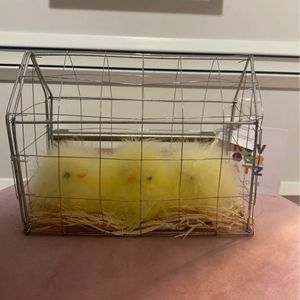 Cage of soft furry fake Easter chick's